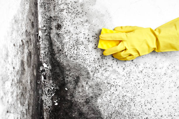 Best Mold Remediation for Healthcare Facilities  in Myrtle Point, OR