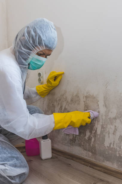Best Attic Mold Removal  in Myrtle Point, OR
